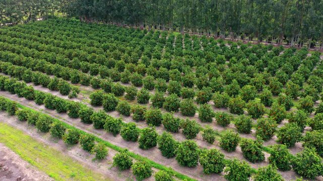 Aerial view of dense citrus orchard rows extending toward a forest edge in rural Argentina.