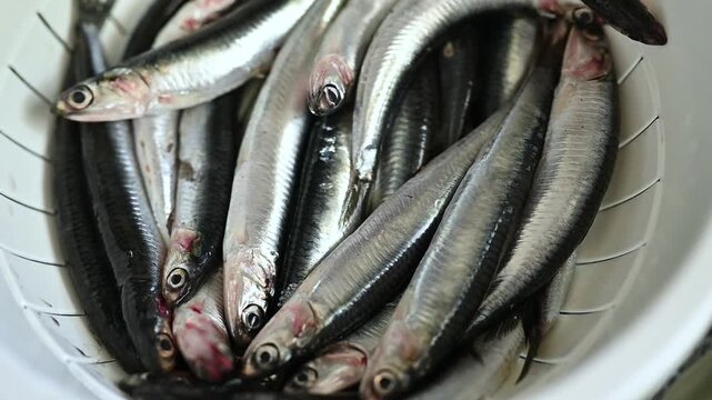 Fresh anchovies in a colander ready for cooking, raw Mediterranean fish, seafood preparation, fresh ingredients, traditional cuisine, healthy food and homemade meal preparation concept