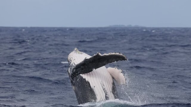 A young humpback whale calf leaps joyfully from the crystal blue waters of the Kingdom of Tonga, creating a spectacular splash as it briefly soars above the ocean surface.