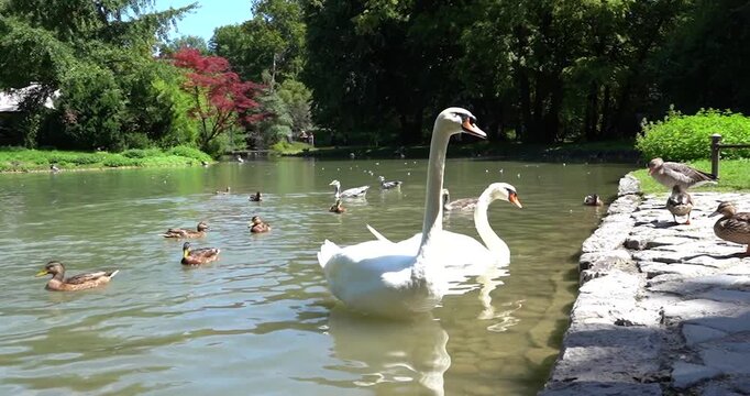 Swans and ducks at Charlottenburg Palace pond in Berlin
