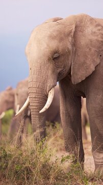 African elephants walking across the open plains of Amboseli National Park, Kenya, surrounded by the characteristic landscape of East African savanna.