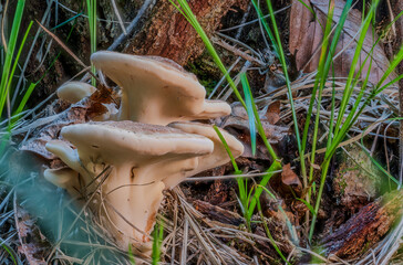 Pilze wachsen im Wald auf der Erde zwischen Gras und Holz © Joachim