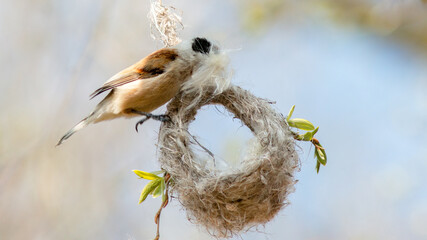 Fototapeta premium bird in nest
