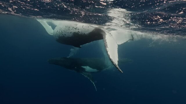 A playful humpback whale dances through the warm waters of Tonga, swimming close to the surface, rolling onto its back to reveal its belly, making playful jumps, and diving gracefully beneath the