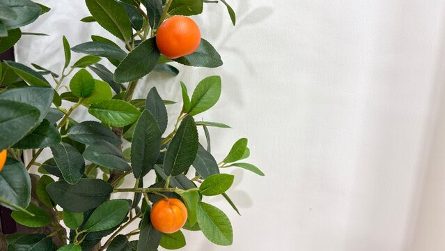 2 small orange on the trees with green leaves , white background.