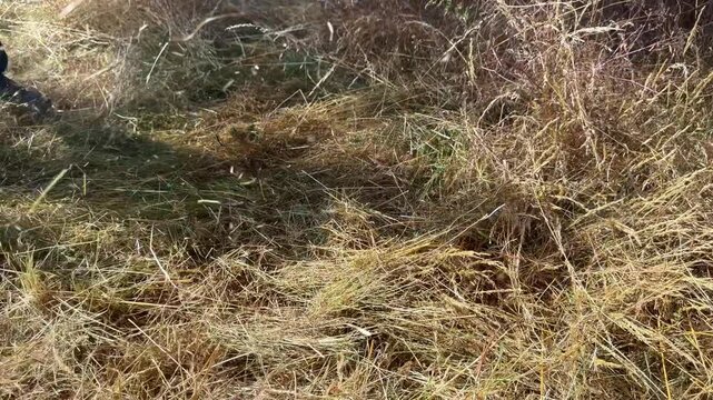 Close up of unrecognizable person using a motorized brushcutter with metal blade to cut tall dry grass in field
