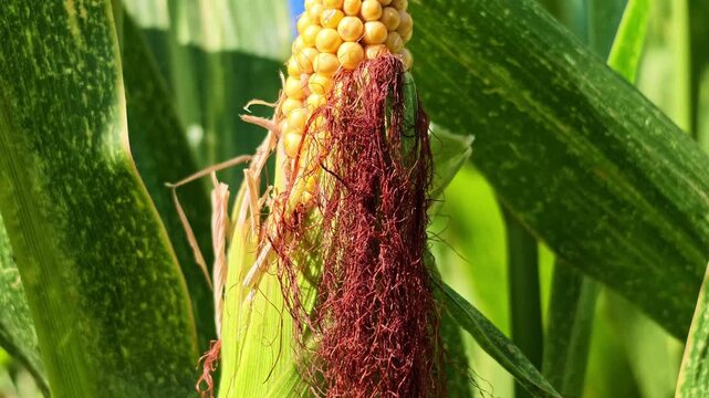 Close up of ripe yellow corn cob with silk growing on the stalk in green agricultural field