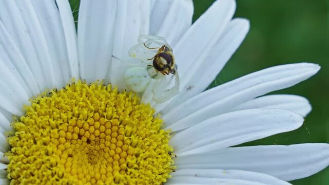 Close-up of white spider crab lying in wait and dead hoverfly on a white and yellow daisy