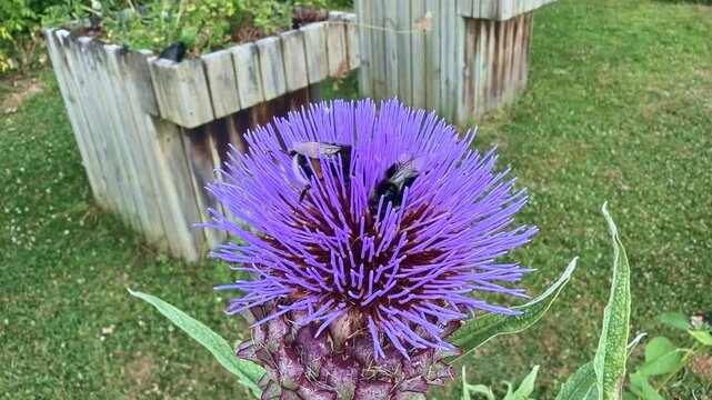 Two bumblebees actively foraging for nectar on a large blooming purple artichoke flower in a garden. Close up