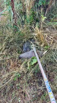 Point of view shot of using a motorized brushcutter with metal blade to cut tall dry grass in a field