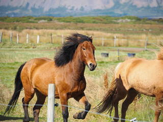 icelandic horse tölting on a farm © Elle