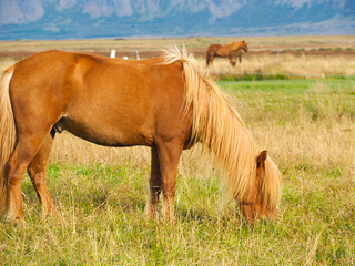 chestnut icelandic horse with a flaxen mane grazing in an open field of grass © Elle