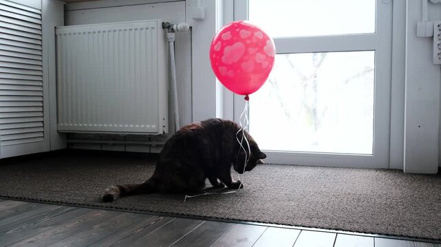 A tortoishell cat plays with a balloon. Valentines day. Red balloon with hearts. Pet behavior, indoor activity, birthday celebration. High quality 4k footage.