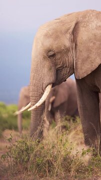 African elephants walking across the open plains of Amboseli National Park, Kenya, surrounded by the characteristic landscape of East African savanna.