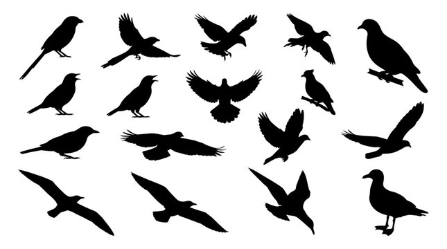 Wings of the Wild &ndash; Bentet, Beo, Berancet & Camar Bird Silhouette Collection