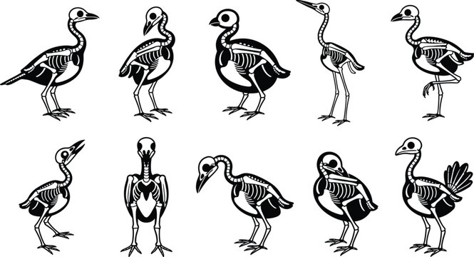 Bird skeleton vector silhouette set with spooky halloween cartoon avian bone anatomy isolated on white background
