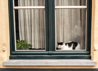 Obraz premium Black and white cat sleeping on window sill in Bruges