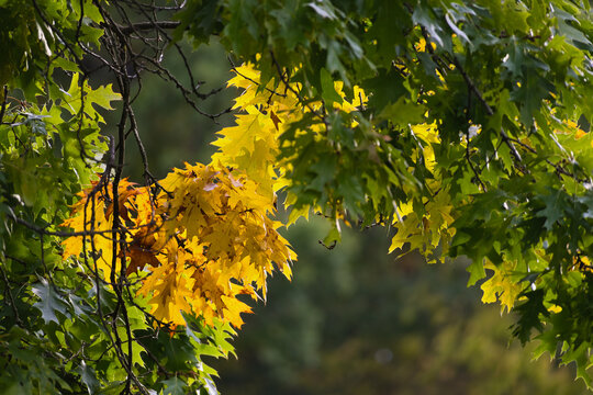 Unterwegs in der Natur im fast herbstlichen Wetter und den leuchtenden Farben an der Eiche 