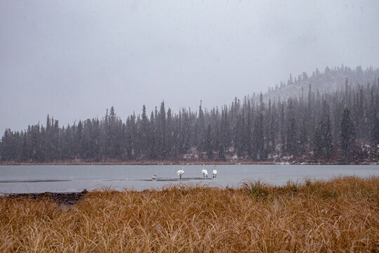 Swans at a lake on snowy day in Canada