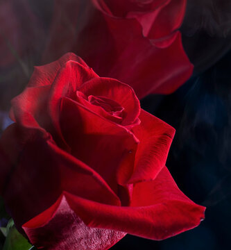 Red rose against a black background