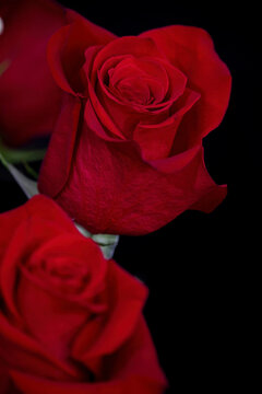 red rose in a bouquet