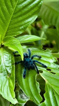 Mygale bleue