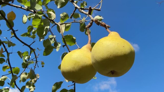 Ripe pears fruits on tree.