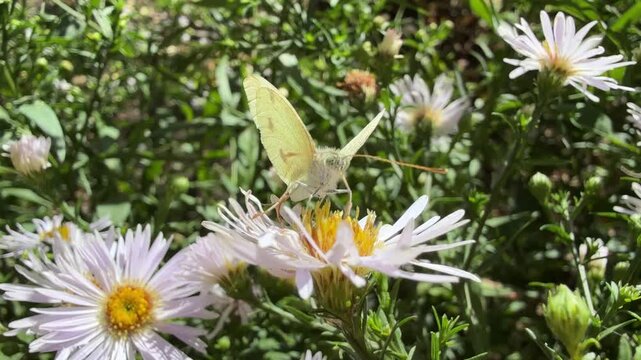 Butterfly on a bushy aster flowers.
