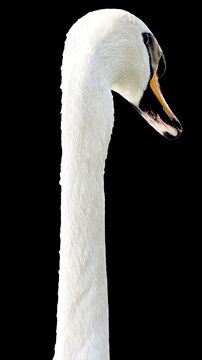 Portrait von einem Schwan mit langem Hals von hinten und schwarzem Hintergrund
