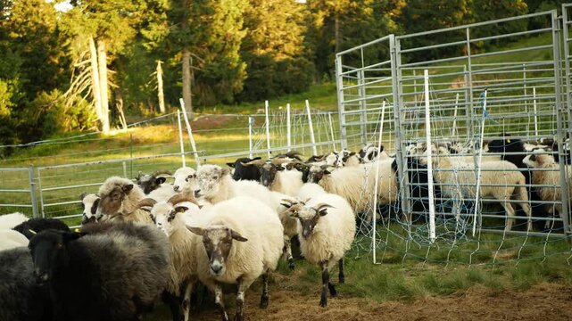 Domestic sheep Valachian Wallachian Ovis aries baskets outdoor enclosure domesticated mountain Jeseniky hill ruminant mammal livestock lamb ram tup castrated wether sacrificial animal pastoral flock