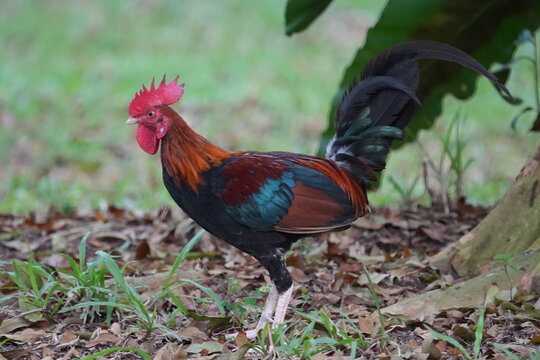 Beautiful Male Red Junglefowl Bird in Natural Habitat