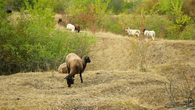 Suffolk sheep domestic Ovis aries Bovidae domesticated livestock steppe meadow Kosir grass mammal, grazing animal grasslands flocks wool pastures grassland soil dry rolling hills scrublands foothill