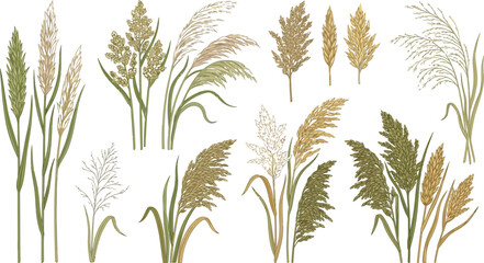 Obraz premium Assorted Grasses and Seed Heads Vector Elements with Soft Natural Tones for Organic Design