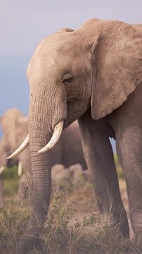 African elephants walking across the open plains of Amboseli National Park, Kenya, surrounded by the characteristic landscape of East African savanna.