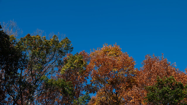 Clear Blue Sky with Colorful Autumn Leaves Trees and Copy Space