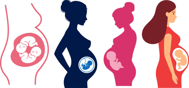 Pregnancy stages and fetal development vector illustration