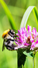 Ackerhummel die Nektar an einer rosa Blüte sammelt © Manuel4Media