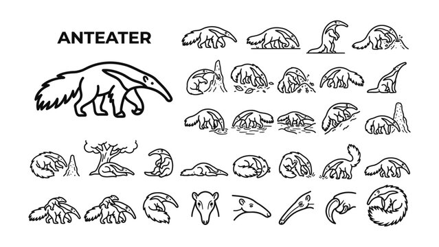 Anteater Anatomy and Poses: A detailed illustration showcasing the anteater in various poses and highlighting its unique anatomical features, from its long snout to its clawed feet.