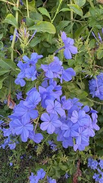 A lush plumbago (cape leadwort) bush featuring vibrant blue-violet flower clusters amidst dense green foliage, close-up shot
