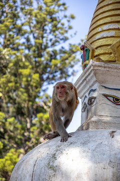 Monkey Climbing Stupa Dome at Swayambhunath