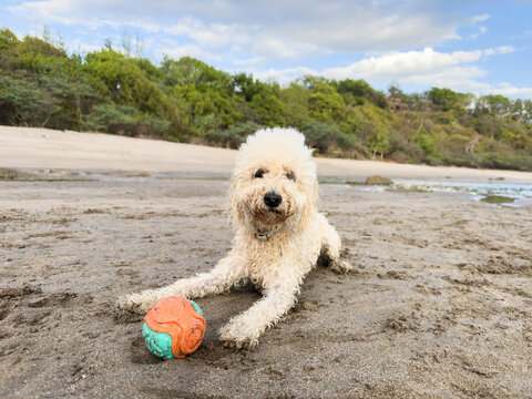 Dog playing with a ball on the beach near trees