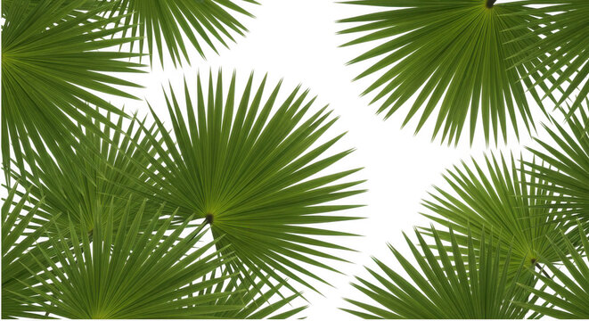 Fresh green pine tree needles isolated on transparent background