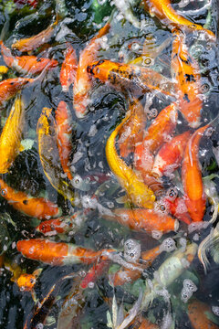 Dense school of orange and gold koi carp in dark water