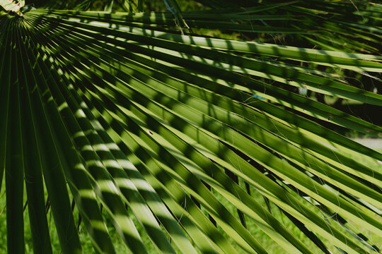 Textura de palmas a luz de medio d&iacute;a.