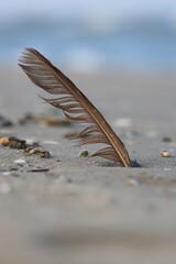 Single brown feather standing upright in beach sand with soft blurred sea background and copy space © Ionel