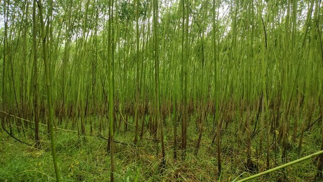 Dense field of tall green jute plant stalks
