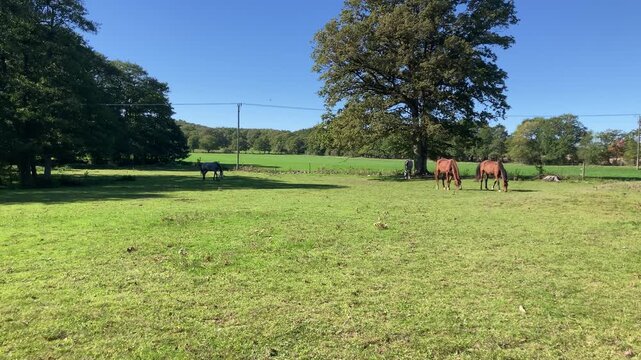 Tranquil Indian summer day with four horses in the pasture