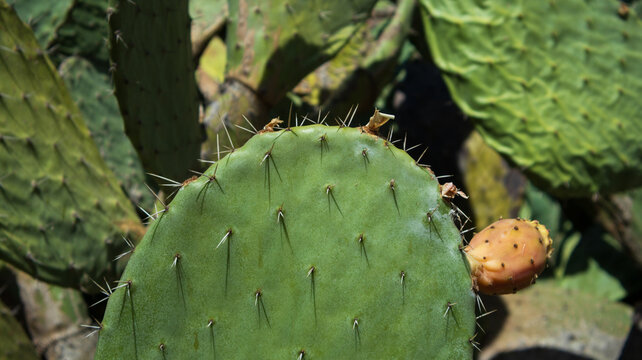Opuntia 