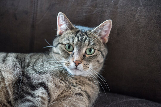 Portr&auml;t einer getigerten Europ&auml;isch Kurzhaar Katze