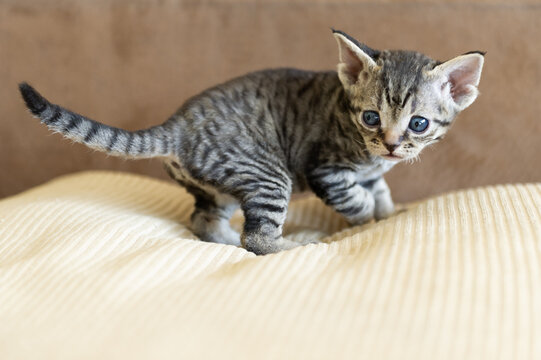 Portr&auml;t eines getigerten Devon Rex K&auml;tzchen